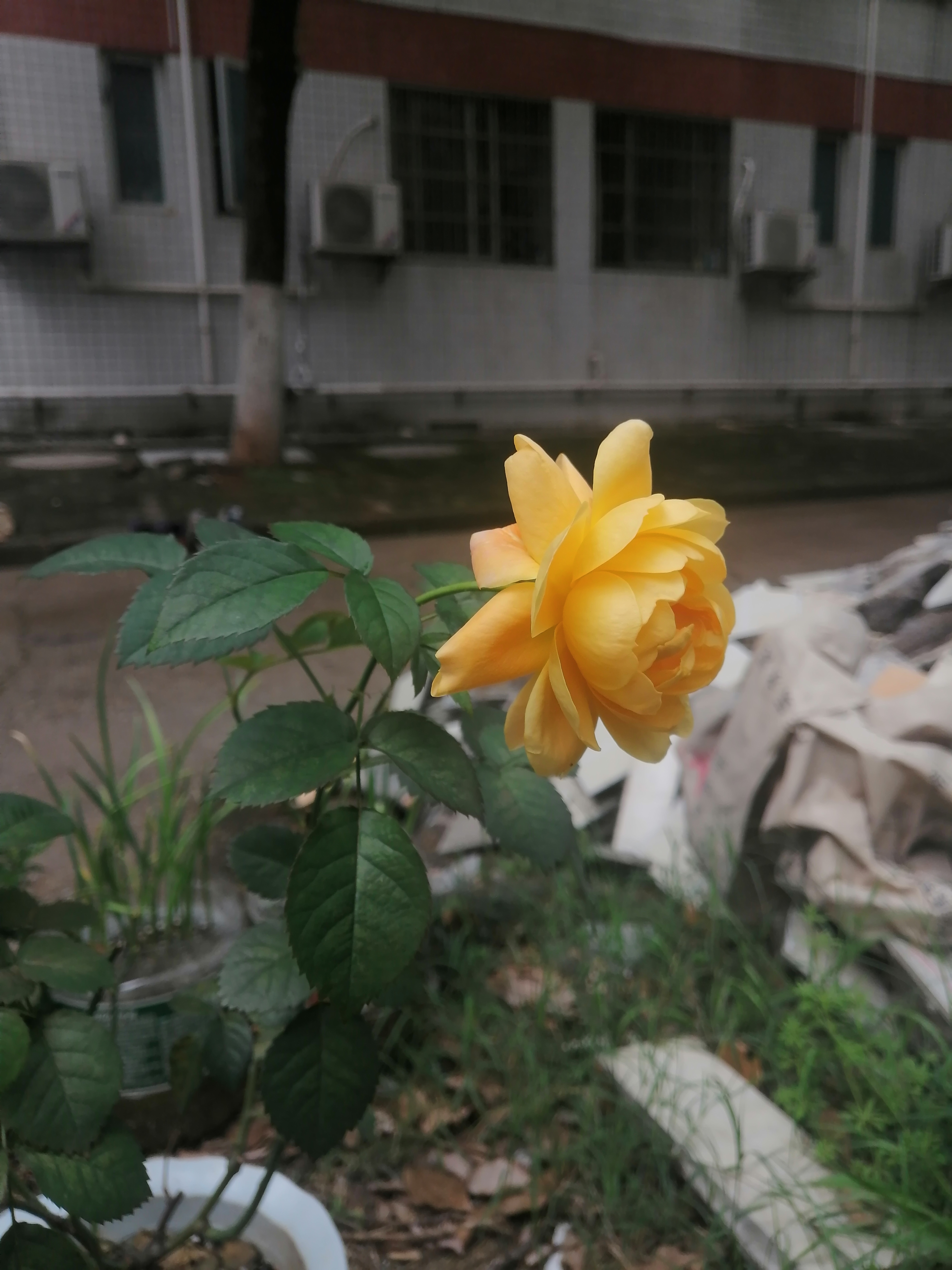 <br>黄玫瑰的记忆
